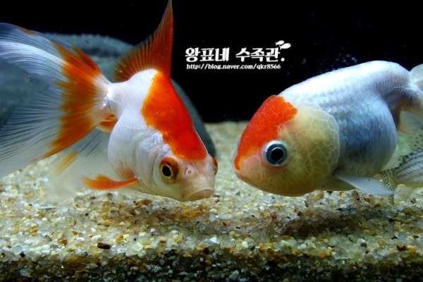 금붕어 이미지